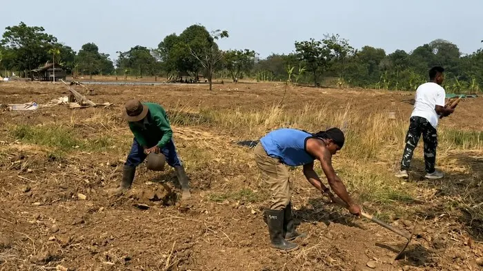 Napi Lapas Karawang dan TNI Garap Bareng Lahan Kodim untuk Tanam Jagung