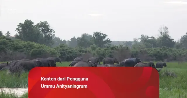 Gunung Es di Balik Kebakaran Hutan di Indonesia, Menelusuri Akar Masalah di Lapangan