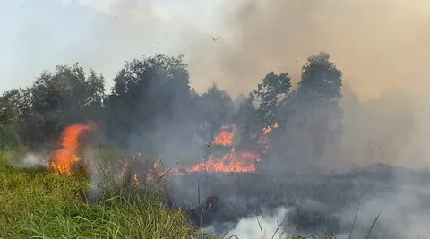 Waspada Karhutla di Banjarbaru, Lahan Terdampak Kini Capai 969 Hektare