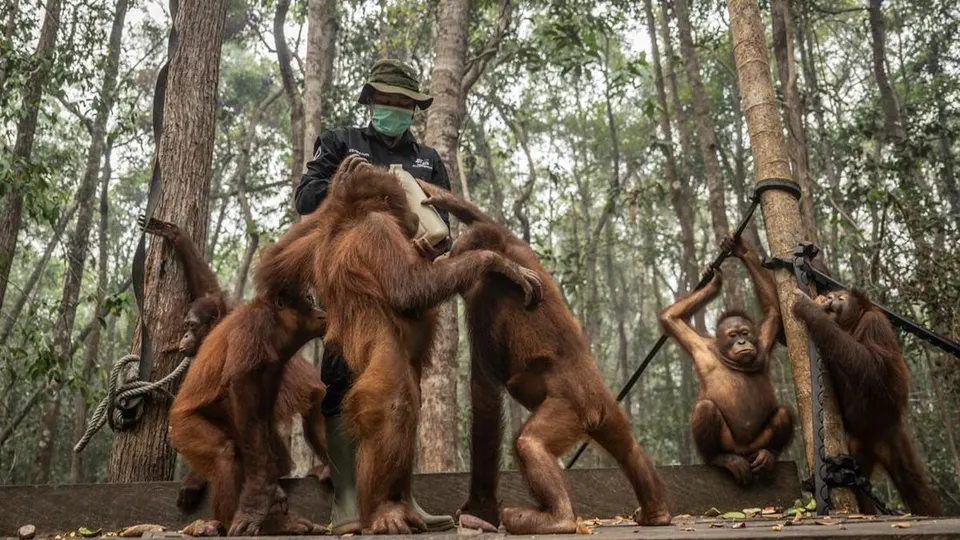 Pegiat Lingkungan Dorong Perlindungan Orangutan di Tengah Karhutla
