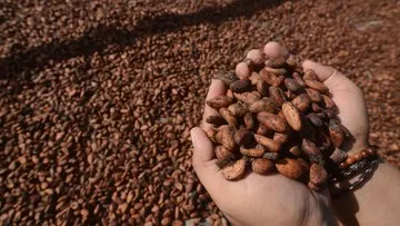Harga Kakao Naik Tajam, Kemendag Sebut Ini Efek El Nino