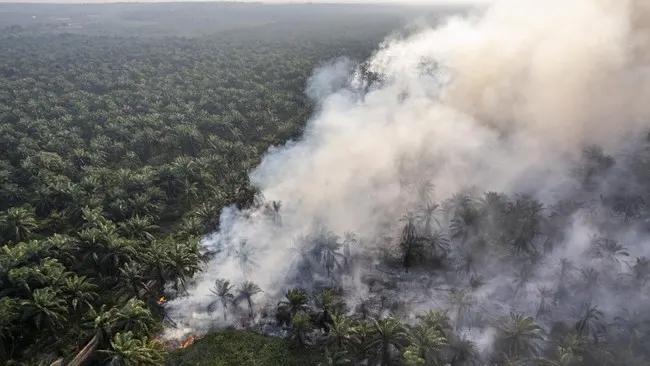 Polisi Belum Bidik Korporasi di Kasus Karhutla Sumatra dan Kalimantan