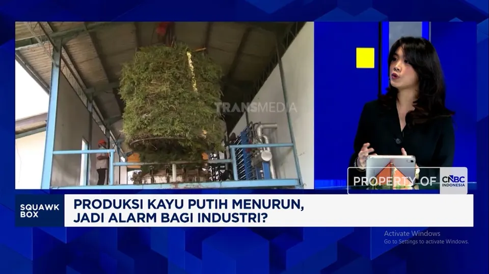 Penyebab dan Dampak Penurunan Produksi Minyak Kayu Putih di Indonesia