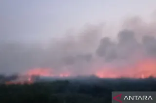 TNBS Jambi Terbakar, Puluhan Hektare Lahan Gambut Hangus