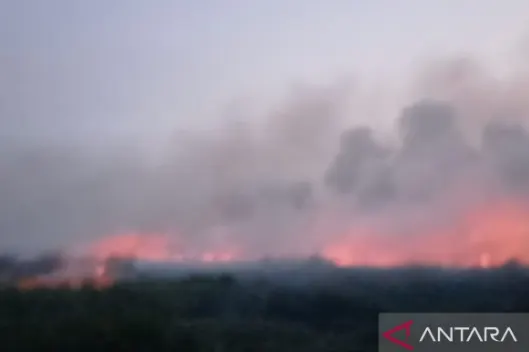TNBS Jambi Terbakar, Puluhan Hektare Lahan Gambut Hangus