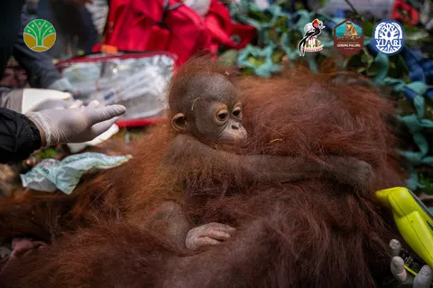 3 Orang Utan Dievakuasi dari Kebun Warga Akibat Karhutla di Ketapang, Kronologi dan Lokasi Pelepasliaran
