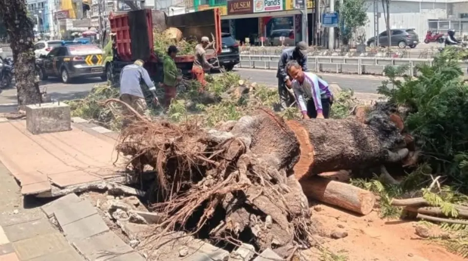Pohon Tua di Pandanaran Semarang Tumbang, 2 Orang Meninggal Dunia