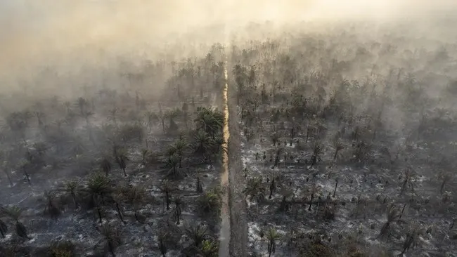 Karhutla Kepung Gunung Argopuro, Kawasan Suaka Margasatwa Dataran Tinggi Hyang Ditutup