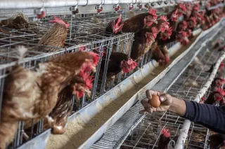 Akar Masalah Demo Berulang Peternak Telur dan Ayam di Berbagai Daerah