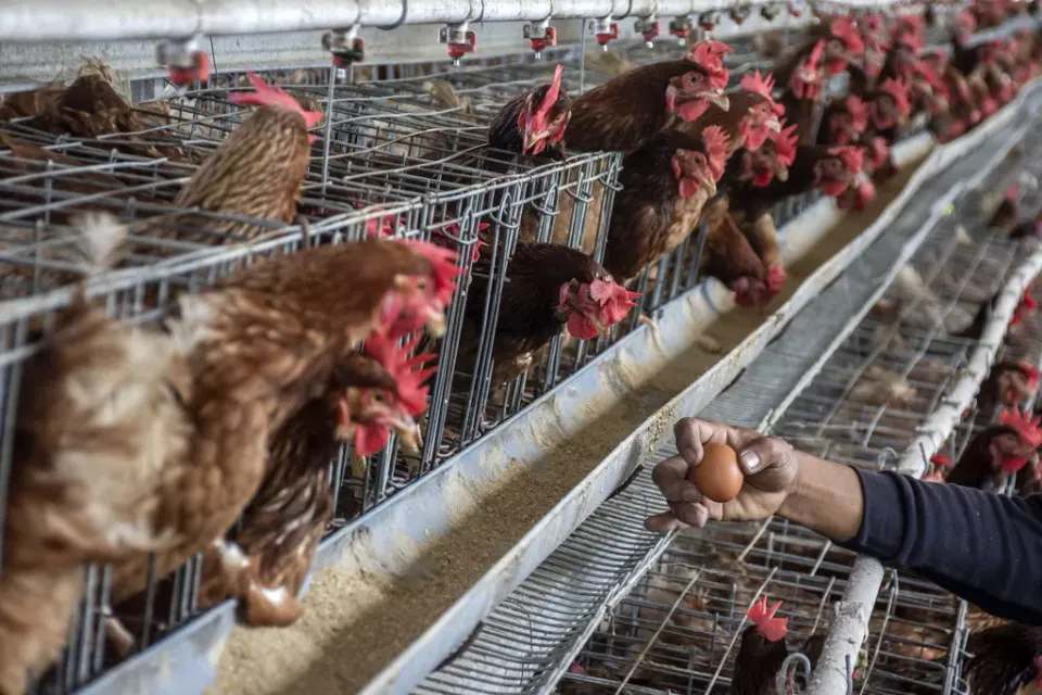 Akar Masalah Demo Berulang Peternak Telur dan Ayam di Berbagai Daerah