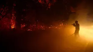 Ratusan Orang Ditangkap terkait Kebakaran Hutan, Motifnya Tak Terduga