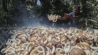 Peran Ekonomi Komoditas Kopra bagi Petani di Pulau Meti