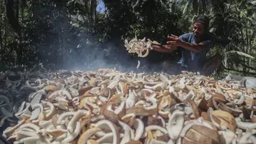 Peran Ekonomi Komoditas Kopra bagi Petani di Pulau Meti