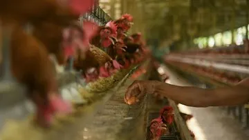 Harga Telur Ayam Ras di Tingkat Peternak Turun di Bawah Harga Acuan