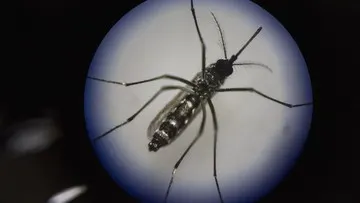 Penerapan Nyamuk Wolbachia Cegah DBD di Jakarta Ditambah ke Cengkareng