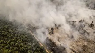 Karhutla di Berau Kaltim Diklaim Tak Ancam Habitat Orangutan