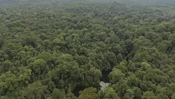 Cara Mencegah Pelanggaran Hukum Kehutanan di Kawasan Konservasi