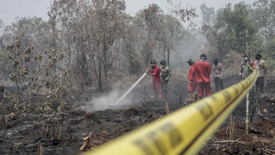 Bisakah Memadamkan Kebakaran dengan Tepung Ubi? Ini Catatan Riset dan Wacana Pemerintah