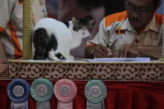 100 Rekomendasi Nama Kucing Hitam Putih yang Lucu dan Menggemaskan