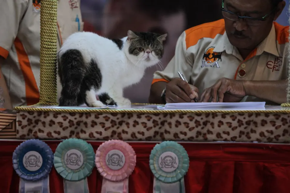 100 Rekomendasi Nama Kucing Hitam Putih yang Lucu dan Menggemaskan