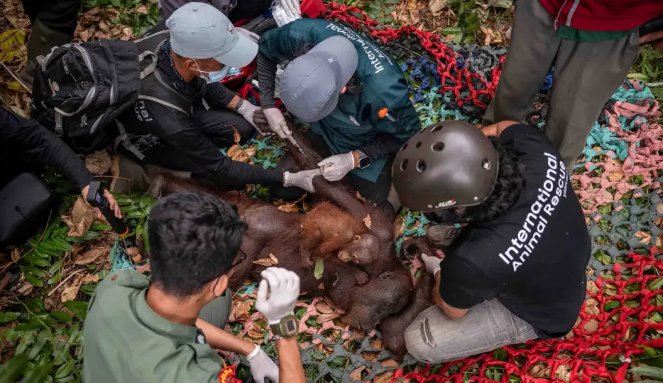 Nasib Orang Utan di Tengah Kebakaran Hutan Kalimantan, Penyelamatan di Kalteng dan Kalbar