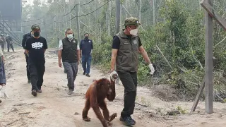 Langkah Kemenhut Agar Orangutan Terhindar Asap Kebakaran Hutan di Kalteng