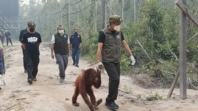 Langkah Kemenhut Agar Orangutan Terhindar Asap Kebakaran Hutan di Kalteng