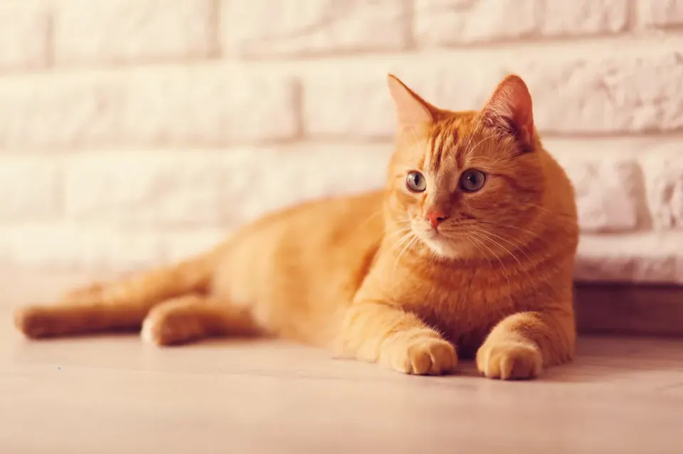 Inspirasi Nama Kucing Betina Berdasarkan Warna Bulu