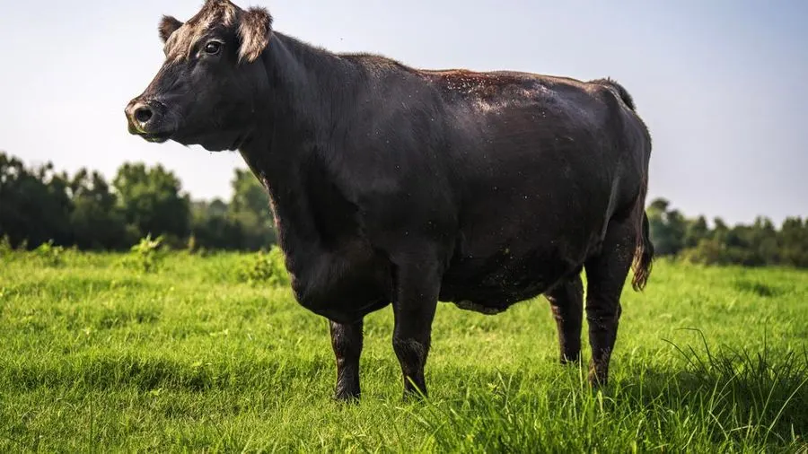 Sapi Angus di Australia Pecahkan Rekor Terjual Rp 7,4 Miliar, Pemilik Ungkap Kesedihan