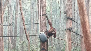 Asap Kebakaran Hutan Kalimantan Buat 21 Orangutan Jatuh Sakit