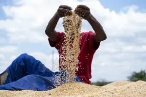 BRICS Inisiasi Bursa Gandum Bersama demi Ketahanan Pangan Global