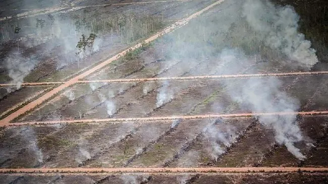 Pantauan Satelit Deteksi 36 Titik Panas Karhutla di Papua Barat