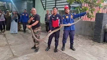 Camat Bagelen Purworejo Evakuasi King Cobra 3 Meter di Rumah Warga