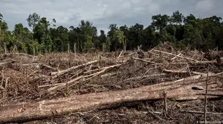 Pelaku Perusakan Hutan Dihukum Mati, Ketatnya Hukum Lingkungan Era Majapahit
