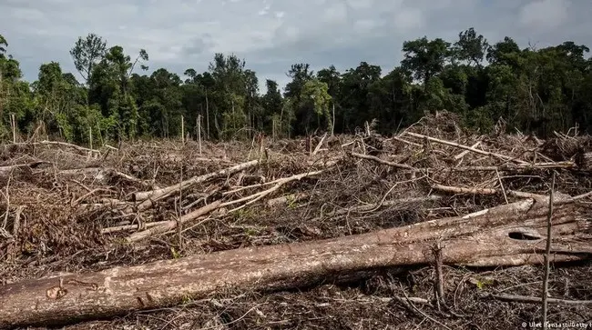 Pelaku Perusakan Hutan Dihukum Mati, Ketatnya Hukum Lingkungan Era Majapahit