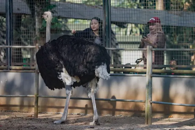 Kata Warga soal Wacana Kenaikan Tarif Tiket Masuk Taman Margasatwa Ragunan