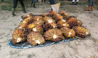 Faktor Pendorong Ekspor Sawit Pangkalan Bun Sumbang Penerimaan Negara Rp 1,74 Triliun