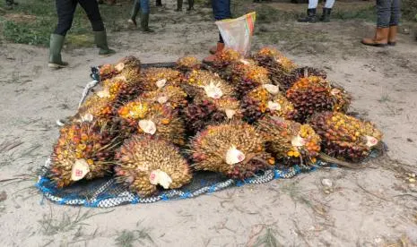 Faktor Pendorong Ekspor Sawit Pangkalan Bun Sumbang Penerimaan Negara Rp 1,74 Triliun