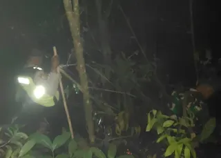 Kebakaran Hutan Pinus di Sadang Kebumen Hanguskan 2,5 Hektare Lahan