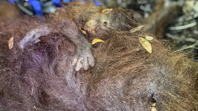Napas Orangutan Terancam di Tengah Kepungan Kabut Asap Karhutla Kalimantan Tengah
