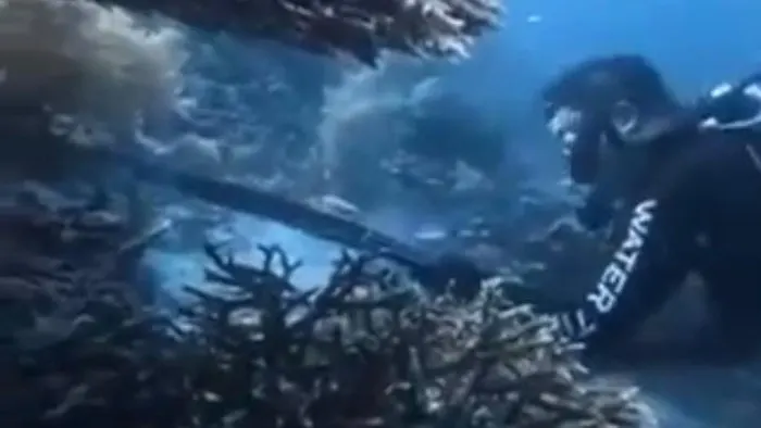 WN China Ditangkap Karena Buru dan Santap Penyu di Raja Ampat
