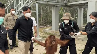 Momen Gibran Gandeng Tangan Orangutan Saat Kunjungi Pusat Rehabilitasi Nyaru Menteng di Palangka Raya