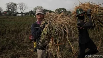 Anggaran Ketahanan Pangan 2027 Capai Rp 195,3 Triliun demi Wujudkan Swasembada