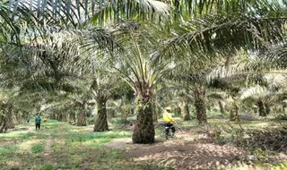 BPDP Tegaskan Keberlanjutan dan Hilirisasi Sebagai Kunci Masa Depan Industri Sawit Indonesia