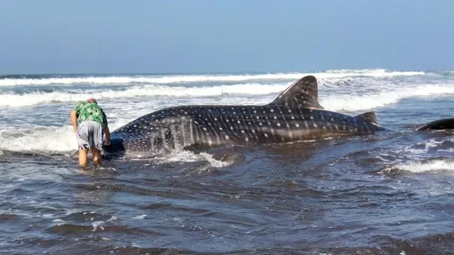 Hiu Paus Ditemukan Terdampar di Pantai Pengeragoan Jembrana Bali