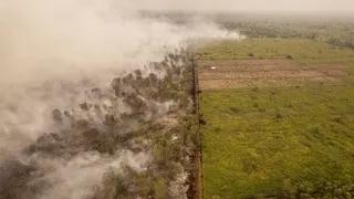 10 Orang Ditetapkan Jadi Tersangka Karhutla di Jambi