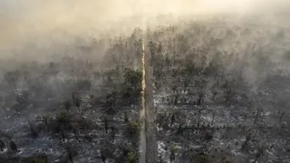 Kemenhut Segel Lokasi Karhutla di Kalbar yang Mulai Ditanami Sawit