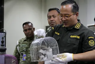 Penumpang Pesawat di Bandara Juanda Sembunyikan Anak Monyet dalam Koper Bagasi