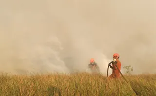 Kebakaran Hutan di Aljazair 73 Orang Meninggal Dunia