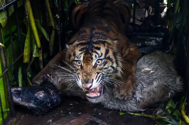 Habitat Harimau Sumatera di Riau Terancam Karhutla, 5 Hektare Gambut SM Kerumutan Terbakar